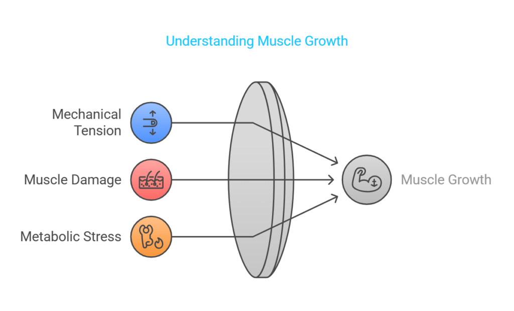 Understanding Muscle Growth